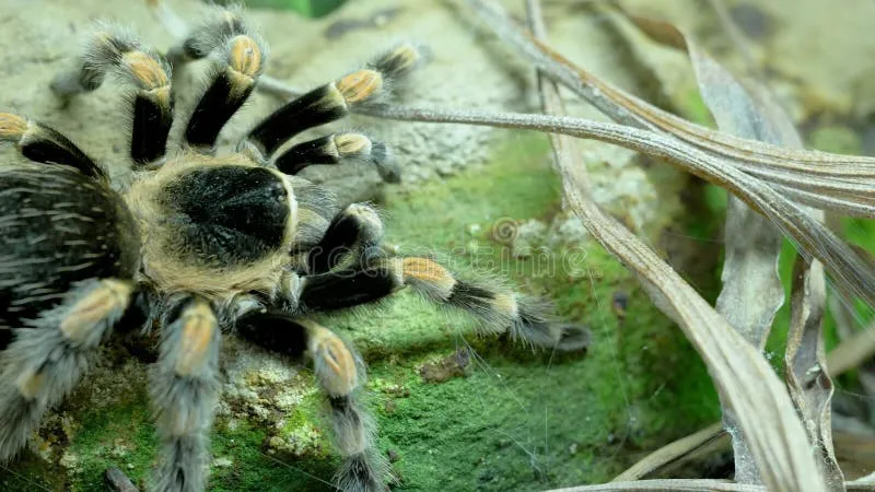 22287 tarantula bite first aid