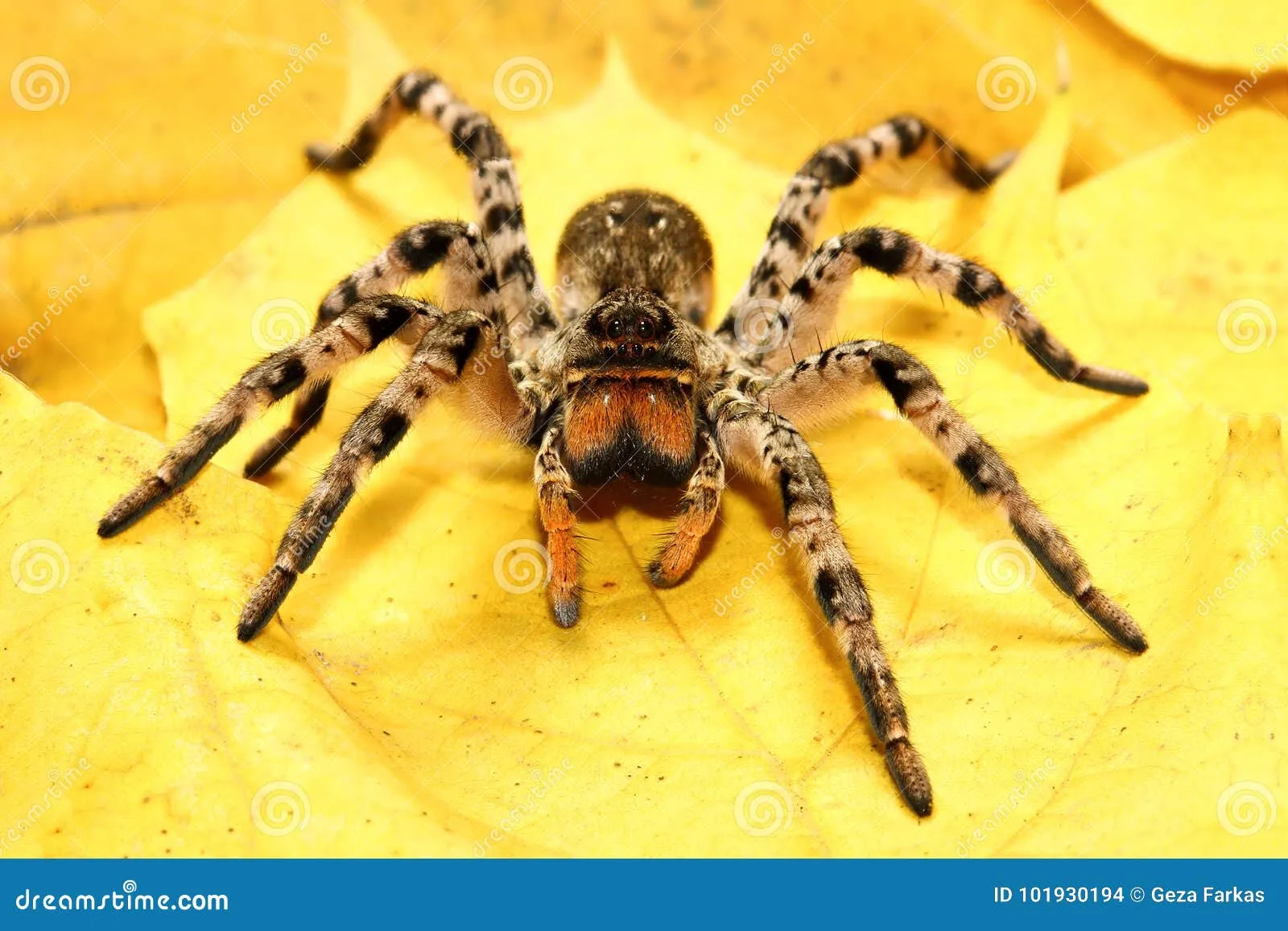22287 tarantula defensive behavior