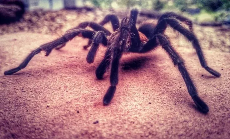 22291 tarantula episode 3 characters