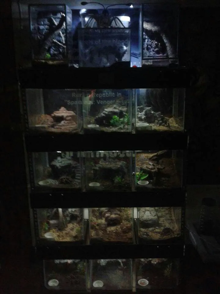 /img/22292-tarantula-enclosure-cleaning.webp