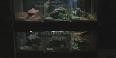 /img/22292-tarantula-enclosure-cleaning.webp