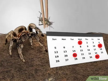 22295 tarantula sling drinking
