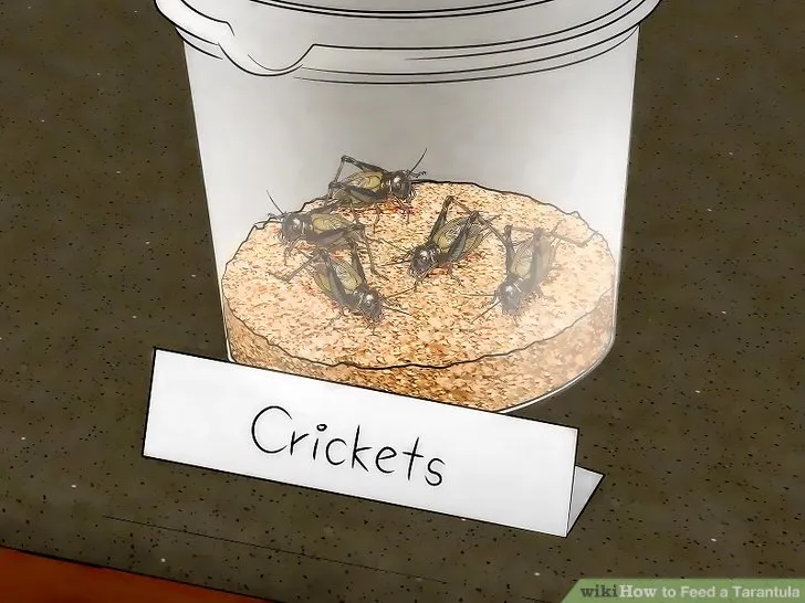 22295 tarantula sling feeding guide