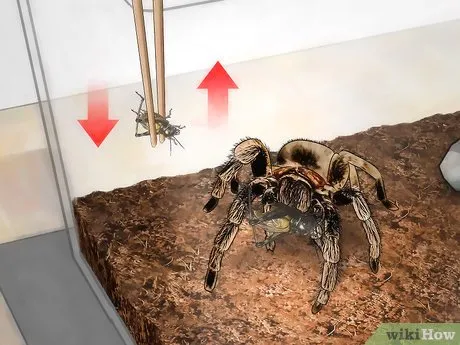 22295 tarantula sling molting
