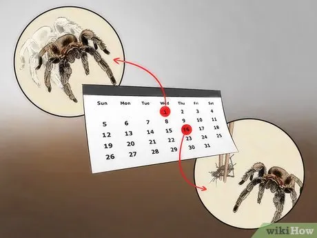 22295 tarantula sling spiderling eating