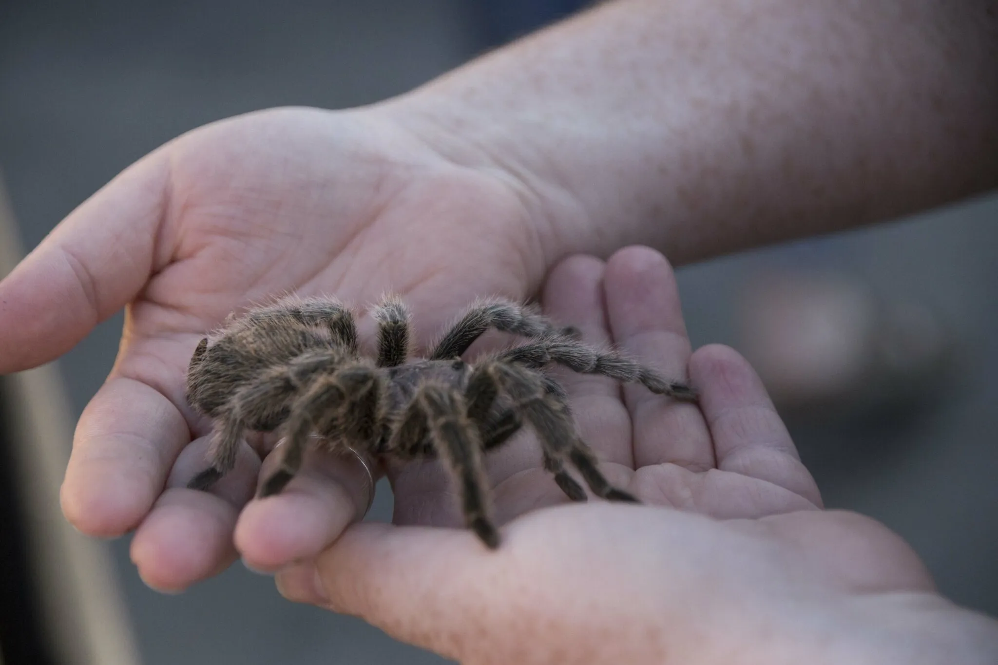 22297 identifying venomous tarantula