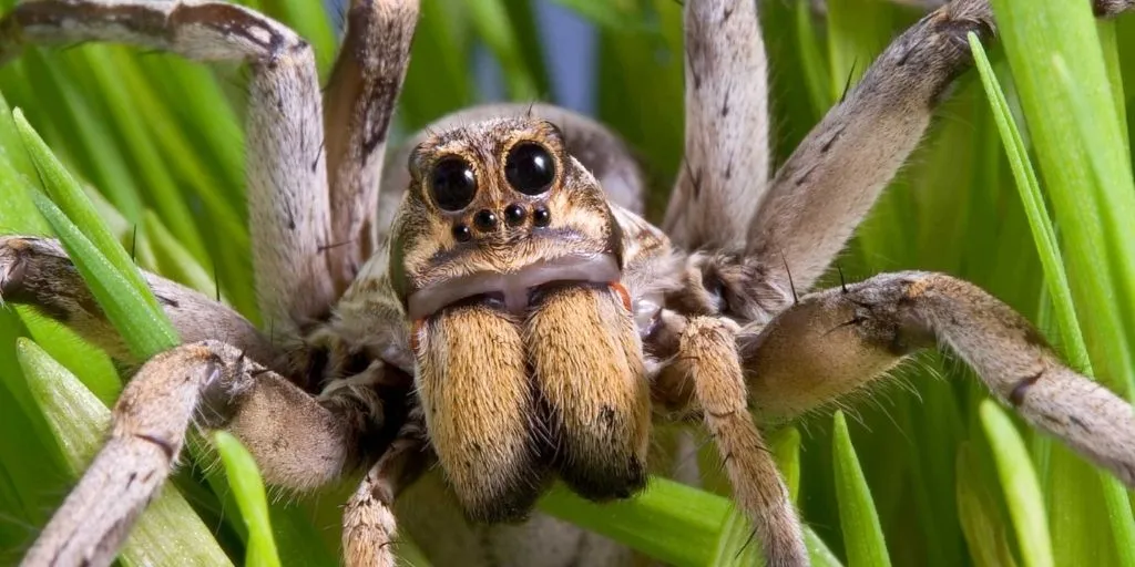 22297 tarantula bite first aid