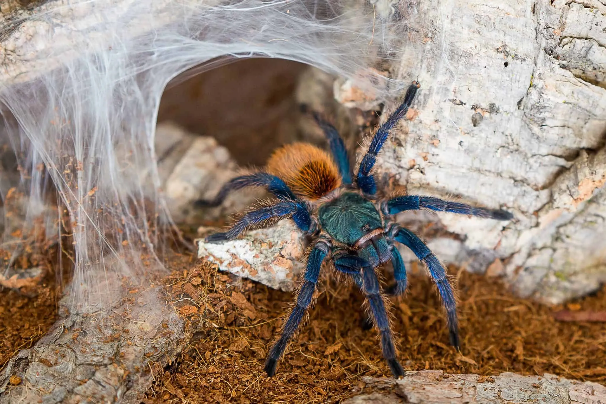 22297 tarantula venom effects