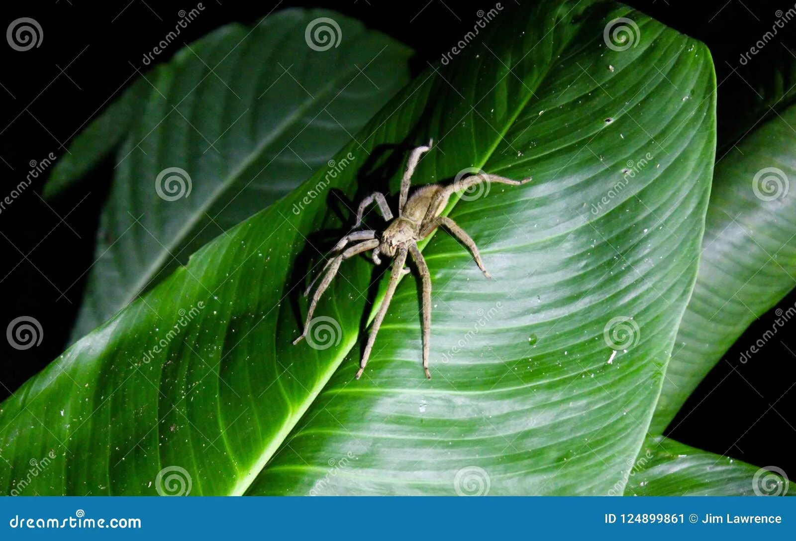 22297 venomous tarantula behavior