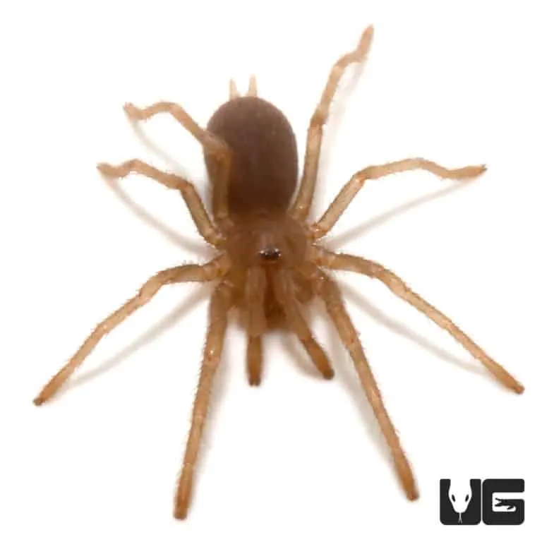 22298 philippine tarantula shop image2