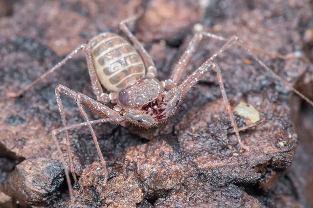 22298 philippine tarantula shop image3