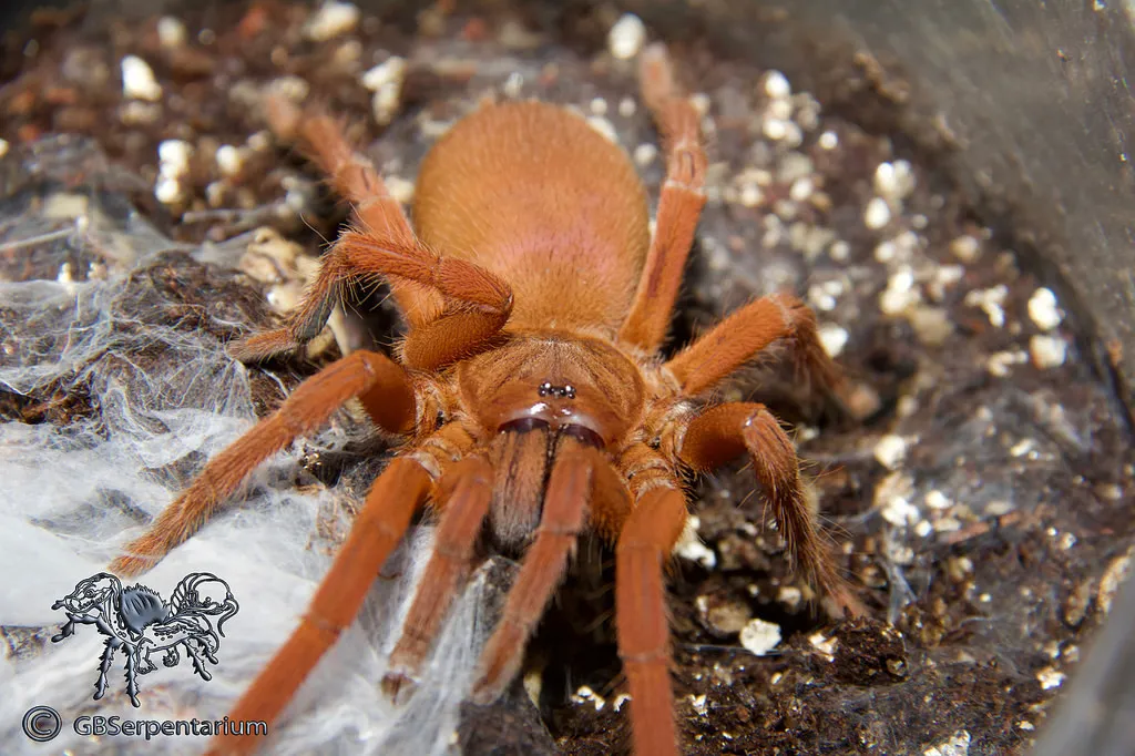 22298 philippine tarantula shop image4