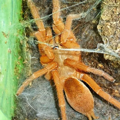22298 philippine tarantula shop image5