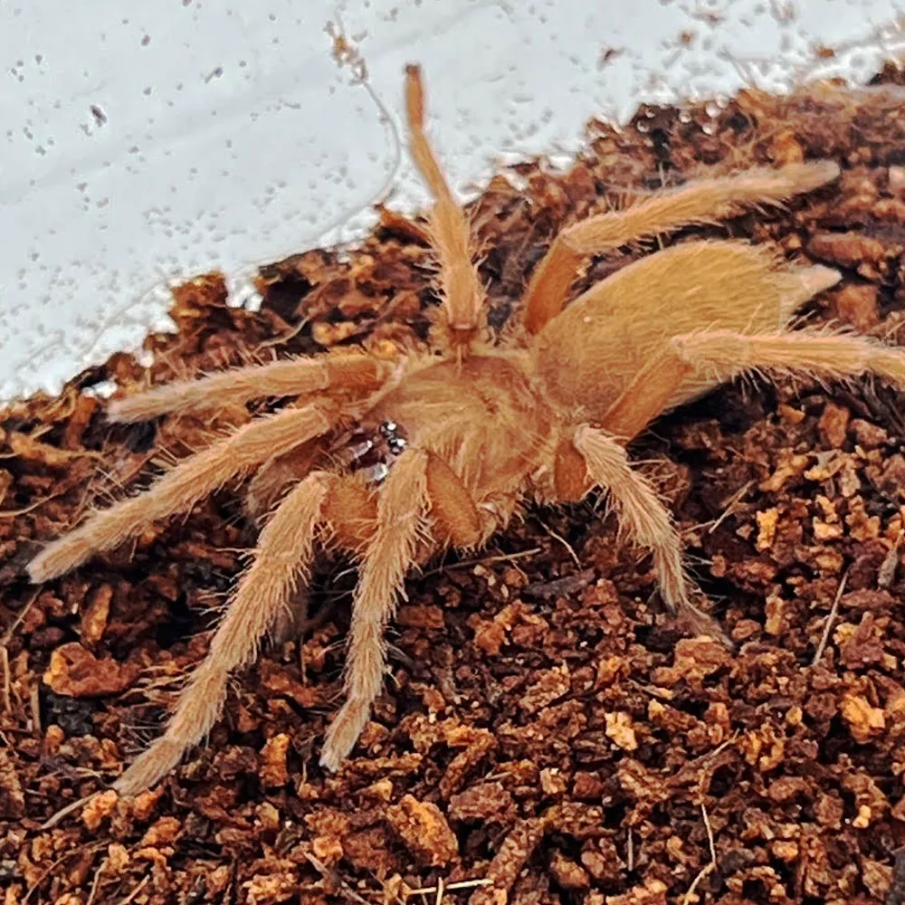22298 philippine tarantula shop image6