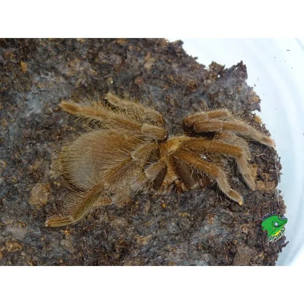 /img/22298-philippine-tarantula-shop-image7.webp