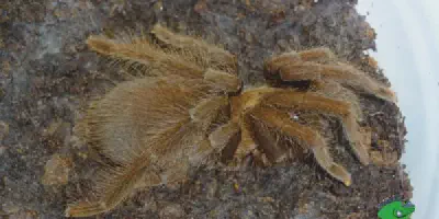 /img/22298-philippine-tarantula-shop-image7.webp