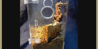 /img/22300-tarantula-cage-setup.webp