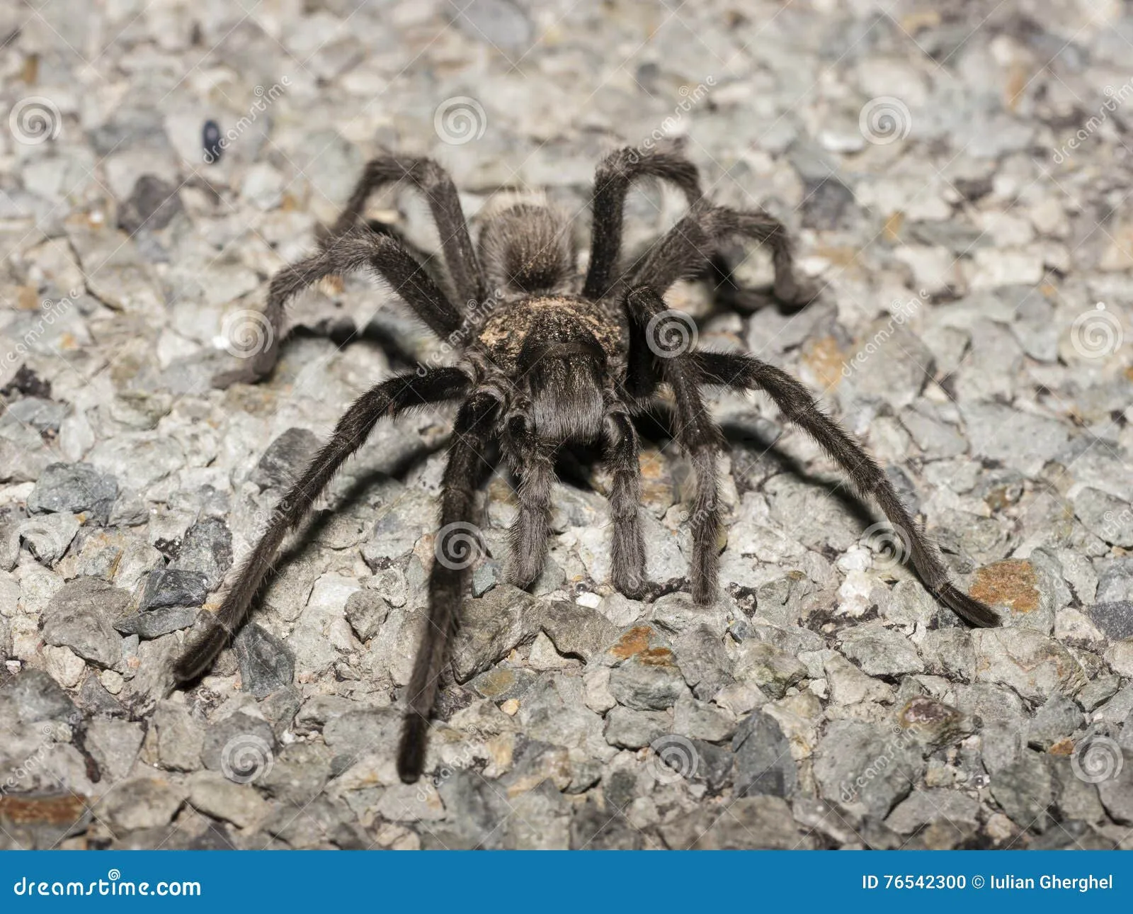 22303 tarantula feeding
