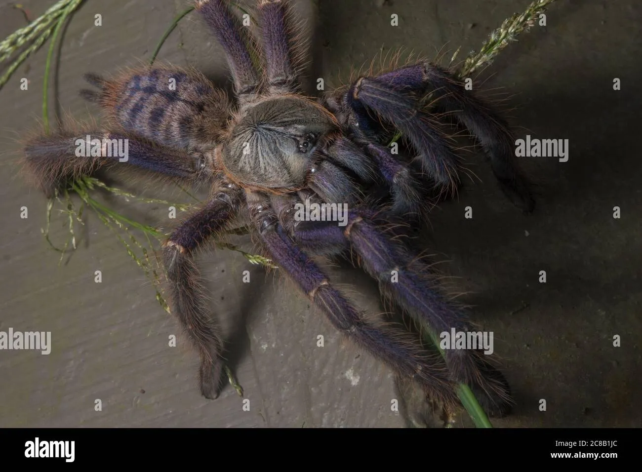 22303 tarantula molting