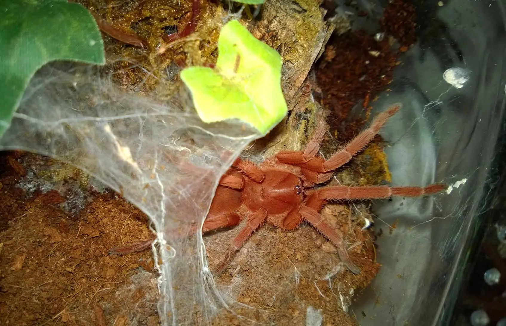 22303 tarantula species