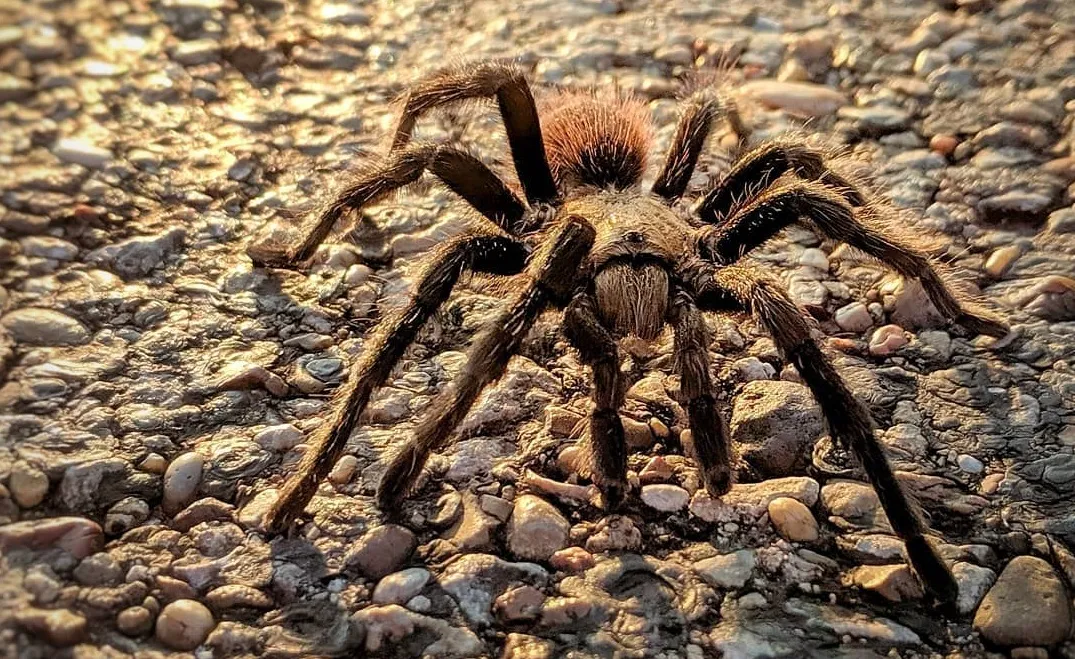 22305 desert blonde tarantula