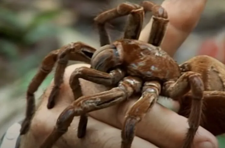 22305 oklahoma brown tarantula
