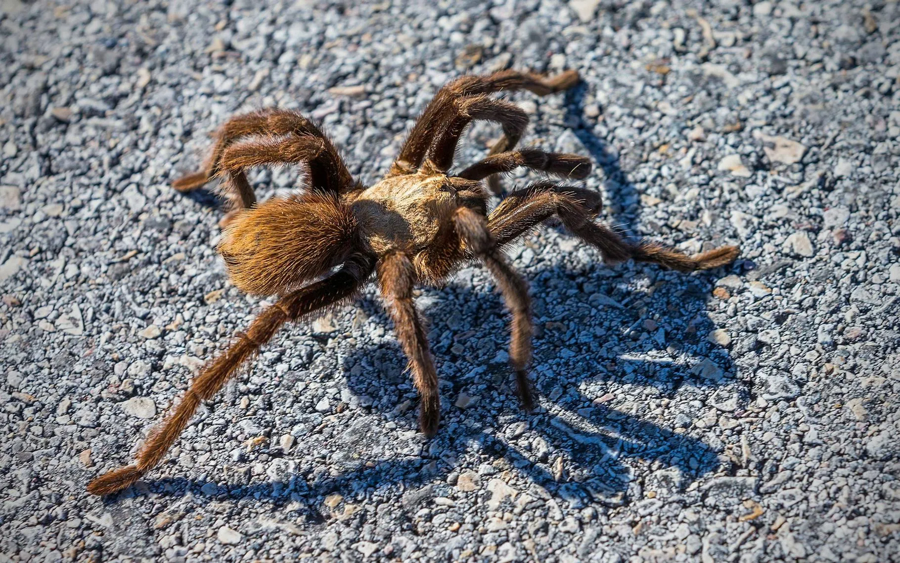 22305 tarantula habitat conservation