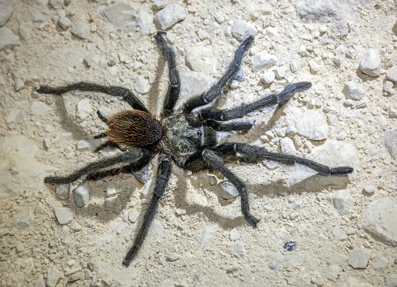 /img/22305-tarantula-identification.webp