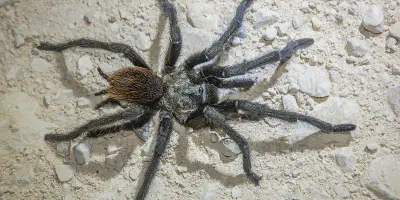 /img/22305-tarantula-identification.webp