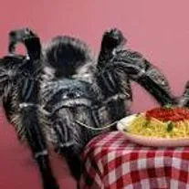22305 texas black tarantula