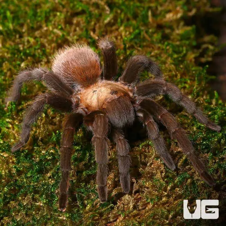 22305 texas brown tarantula