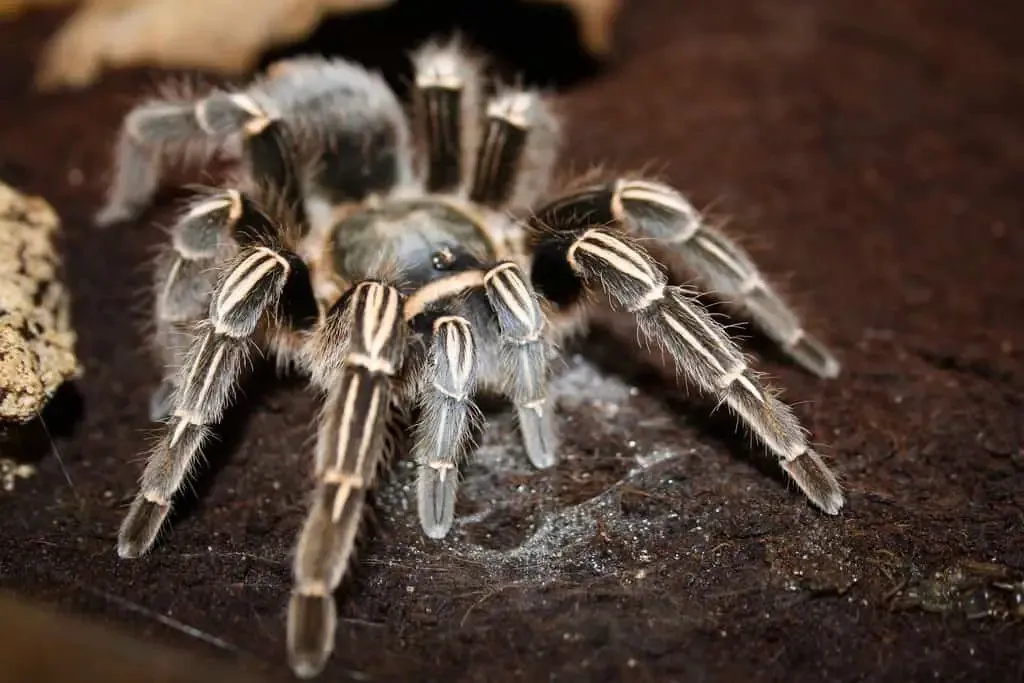 22312 costa rican zebra tarantula feeding