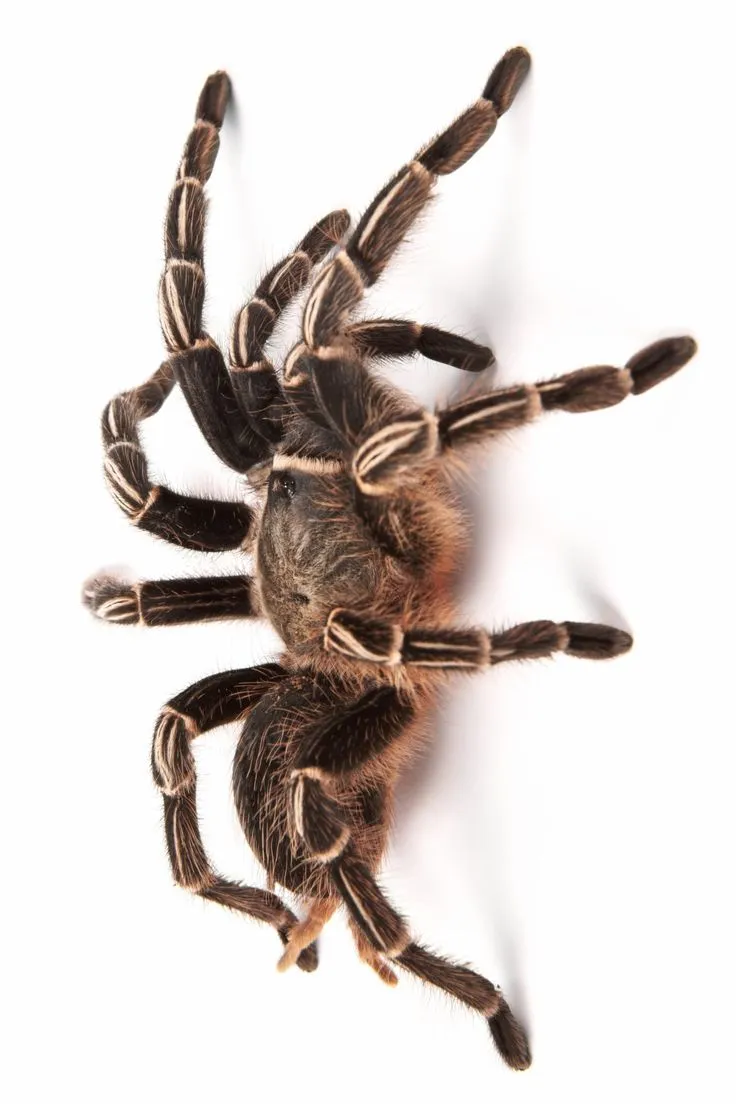 22312 costa rican zebra tarantula habitat