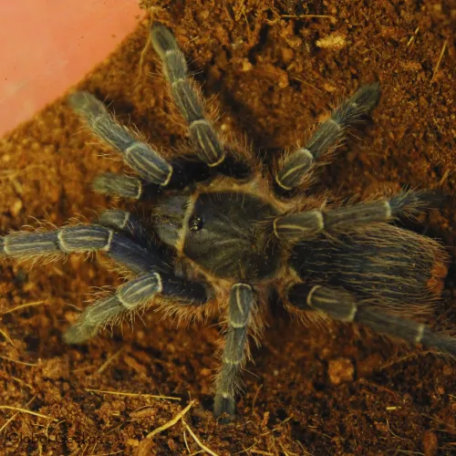 22312 costa rican zebra tarantula lifespan