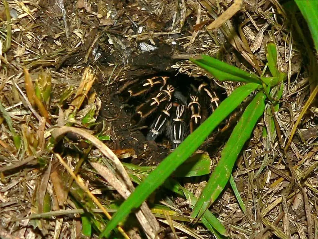 22312 costa rican zebra tarantula male vs female