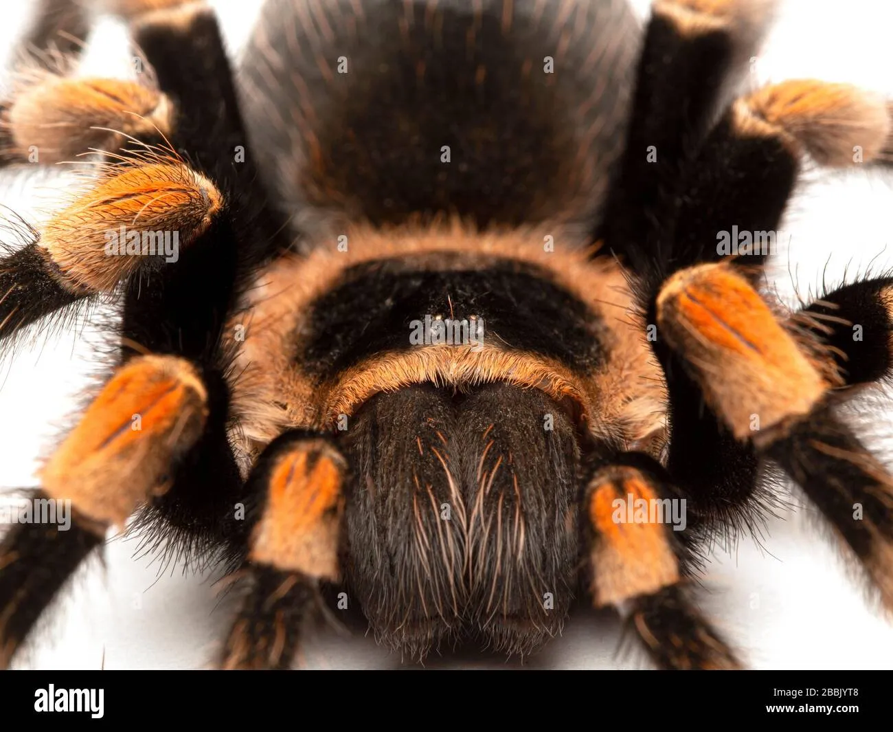 22313 redknee tarantula comparison