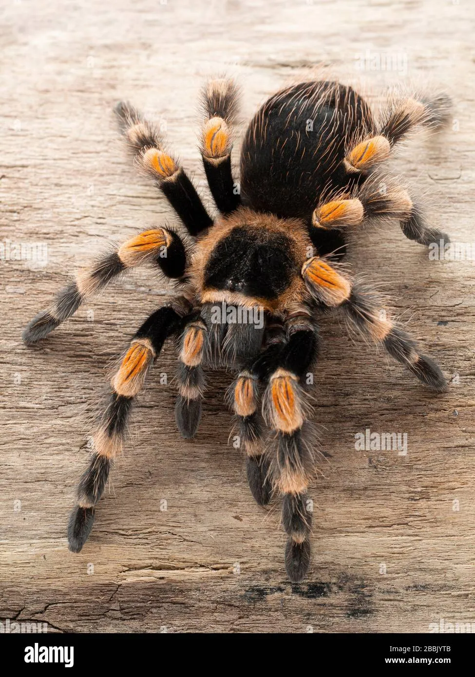 22313 redknee tarantula enclosure