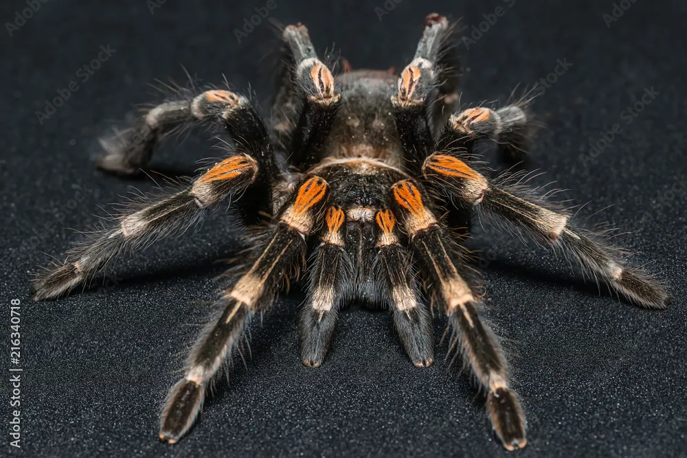 /img/22313-redknee-tarantula-handling.webp