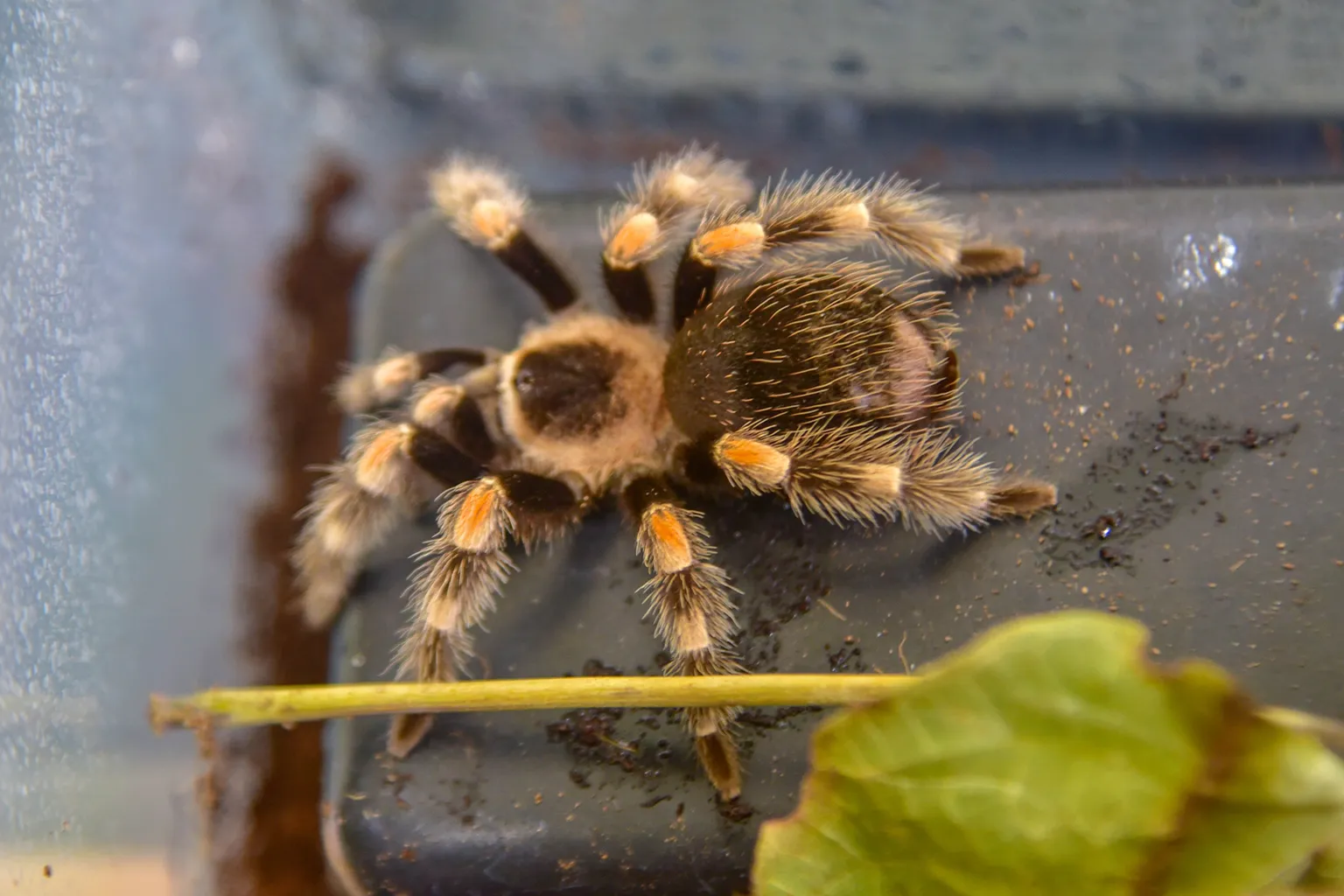 22313 redknee tarantula male female