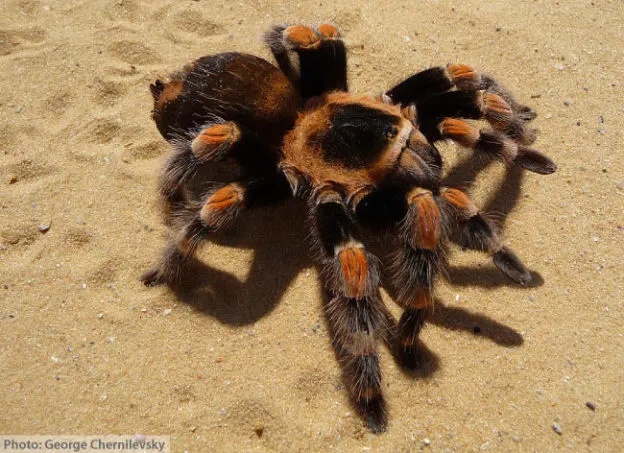 22313 redknee tarantula measuring
