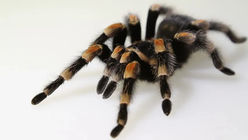 22313 redknee tarantula molting