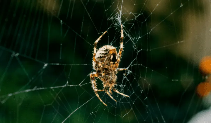 22315 tarantula abdomen