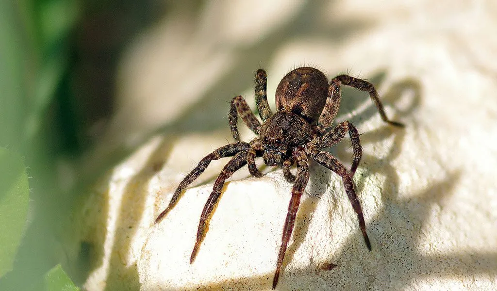 22315 tarantula anatomy