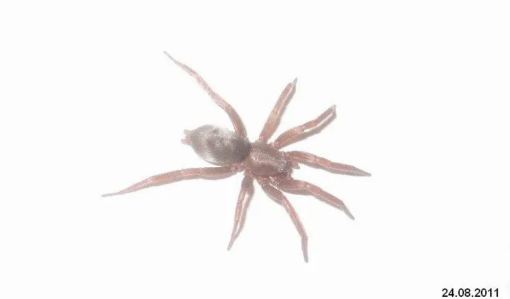 22315 tarantula breathing