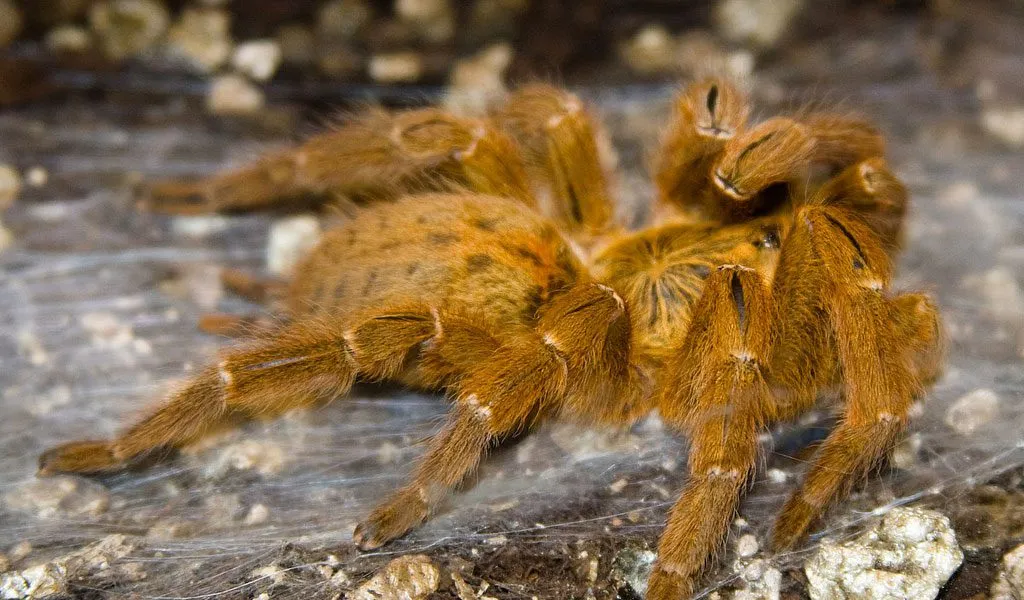 22315 tarantula cephalothorax