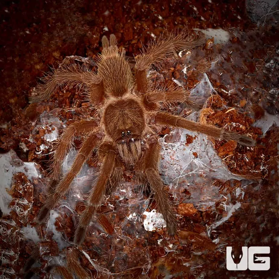 /img/22318-chinese-bird-tarantula-breeding.webp
