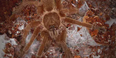/img/22318-chinese-bird-tarantula-breeding.webp