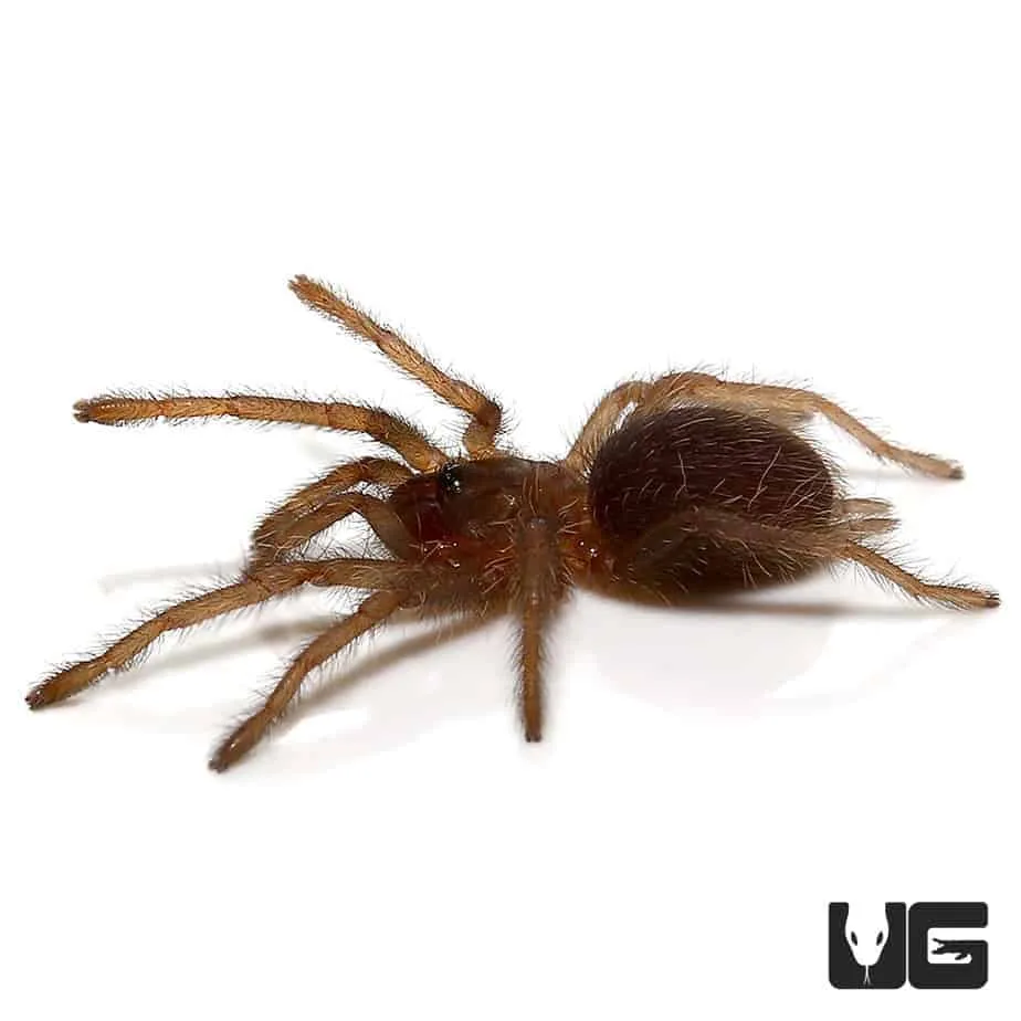 22318 chinese bird tarantula enclosure