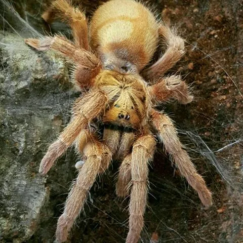 22318 chinese bird tarantula feeding
