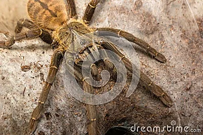 22318 chinese bird tarantula handling